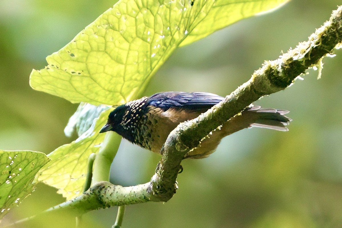Spangle-cheeked Tanager - ML641929578