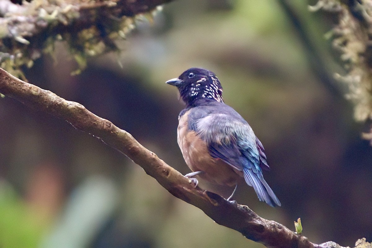 Spangle-cheeked Tanager - ML641929579