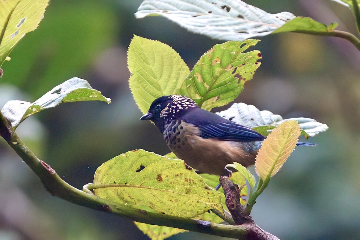 Spangle-cheeked Tanager - ML641929580