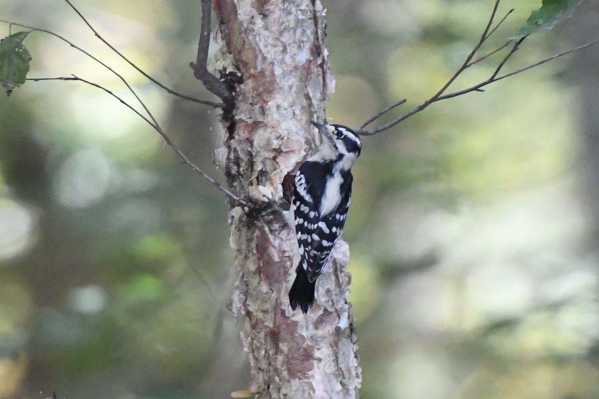 Downy Woodpecker - ML641929606