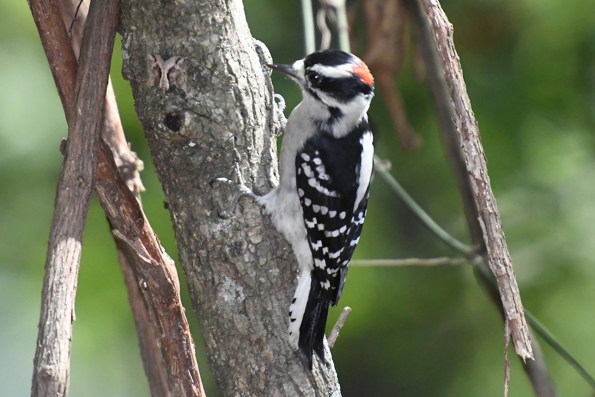 Downy Woodpecker - ML641929621