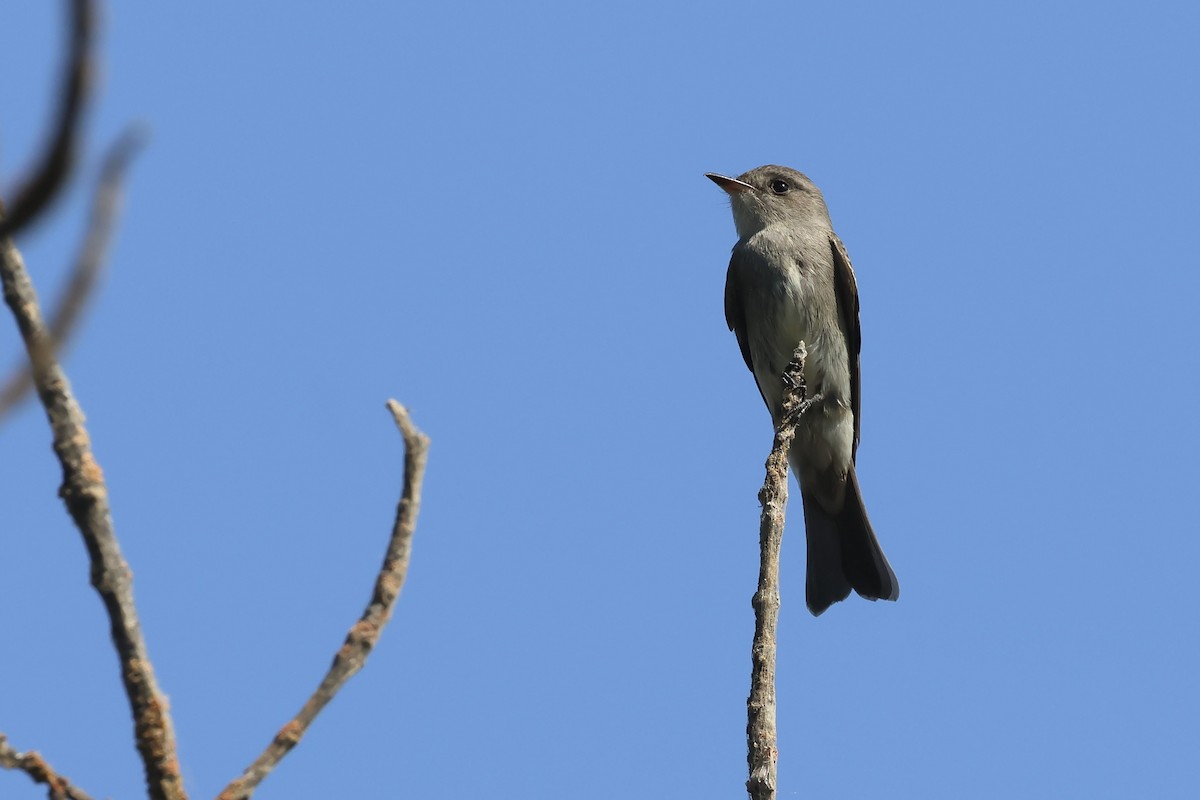 Western Wood-Pewee - ML641929623