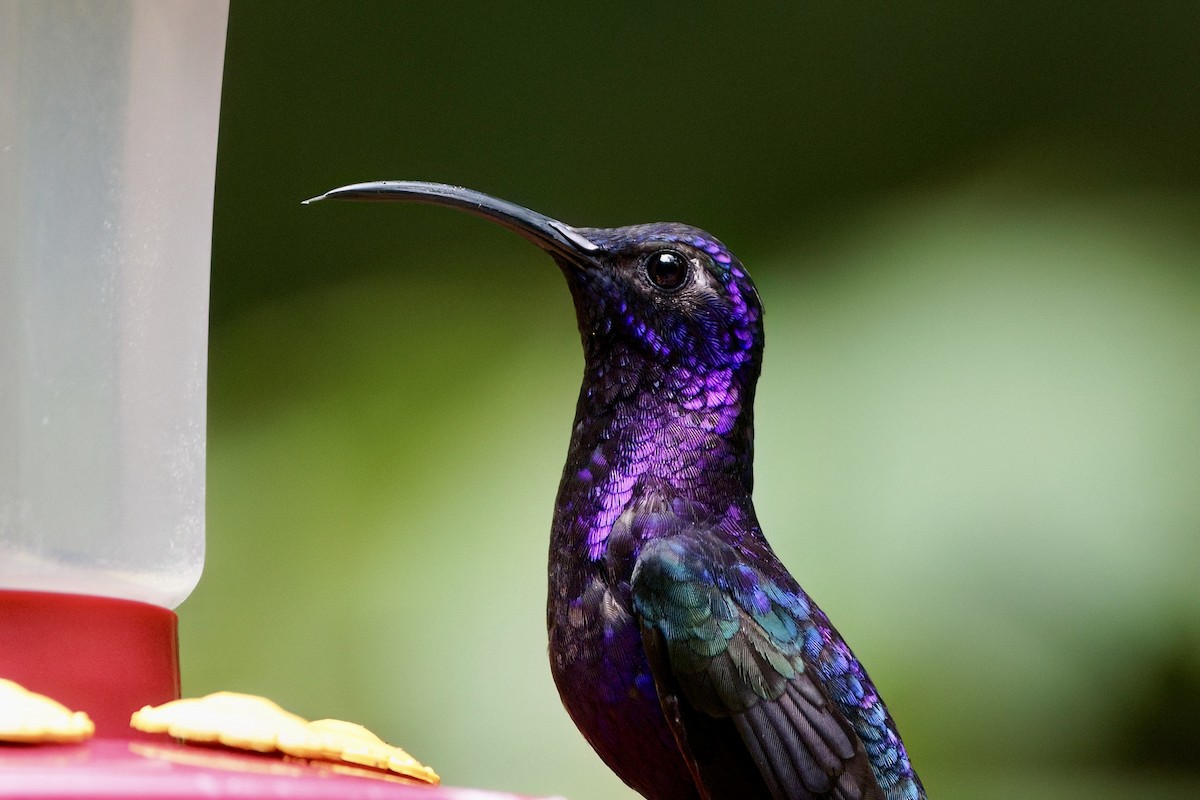 Violet Sabrewing - ML641929625