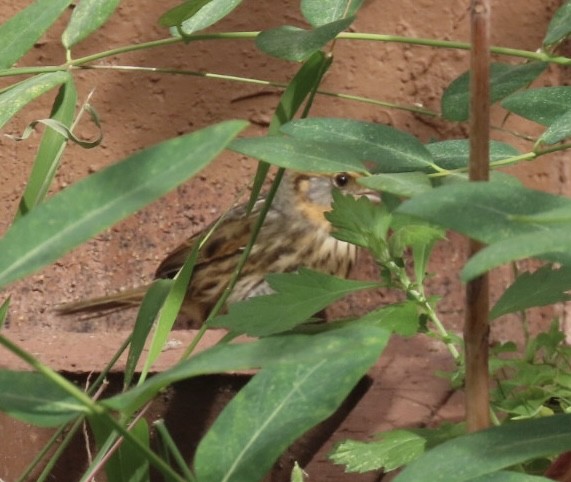 Saltmarsh Sparrow - ML641929632