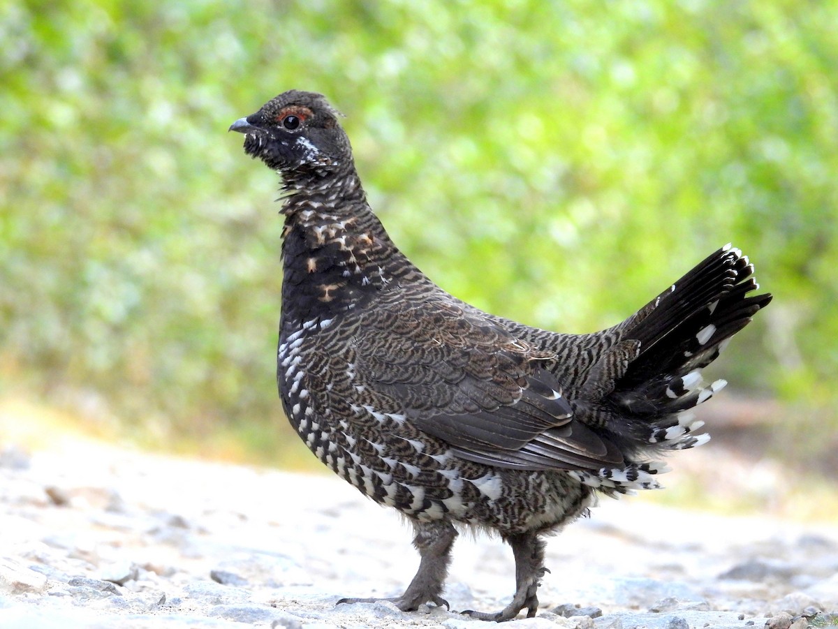 Spruce Grouse - ML641929635
