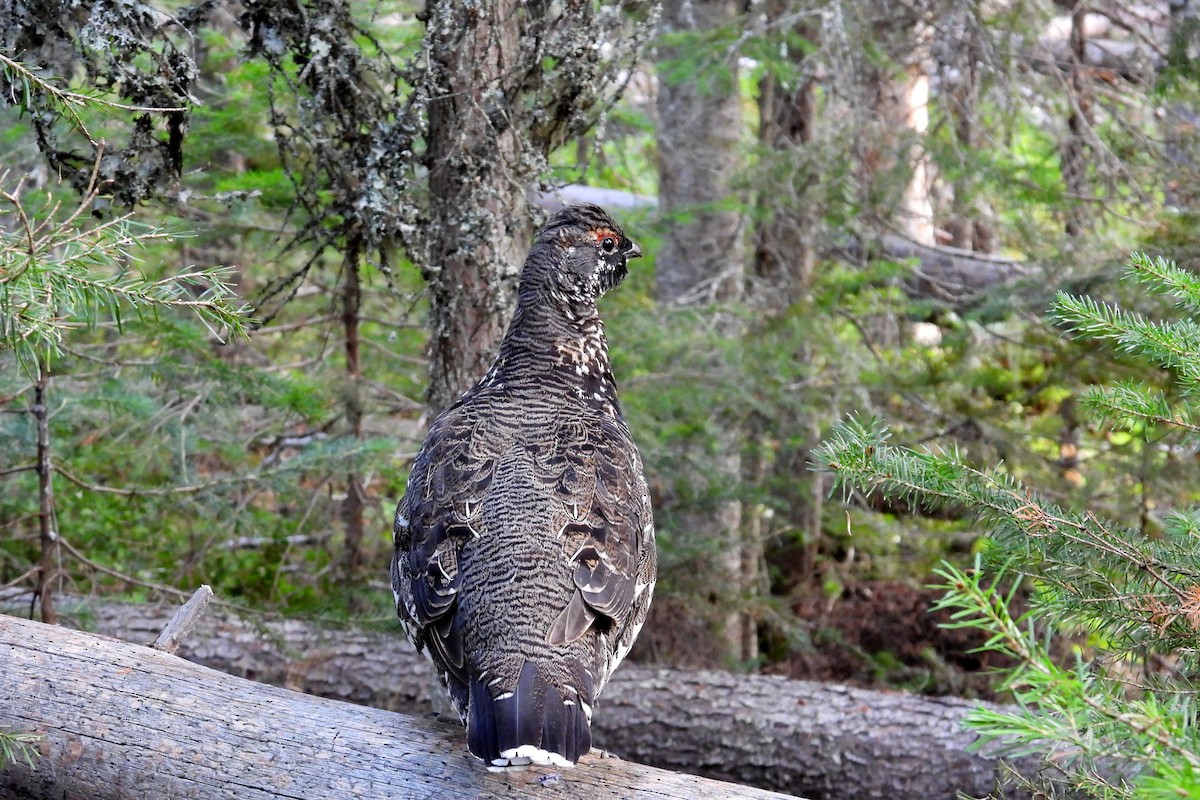Spruce Grouse - ML641929640