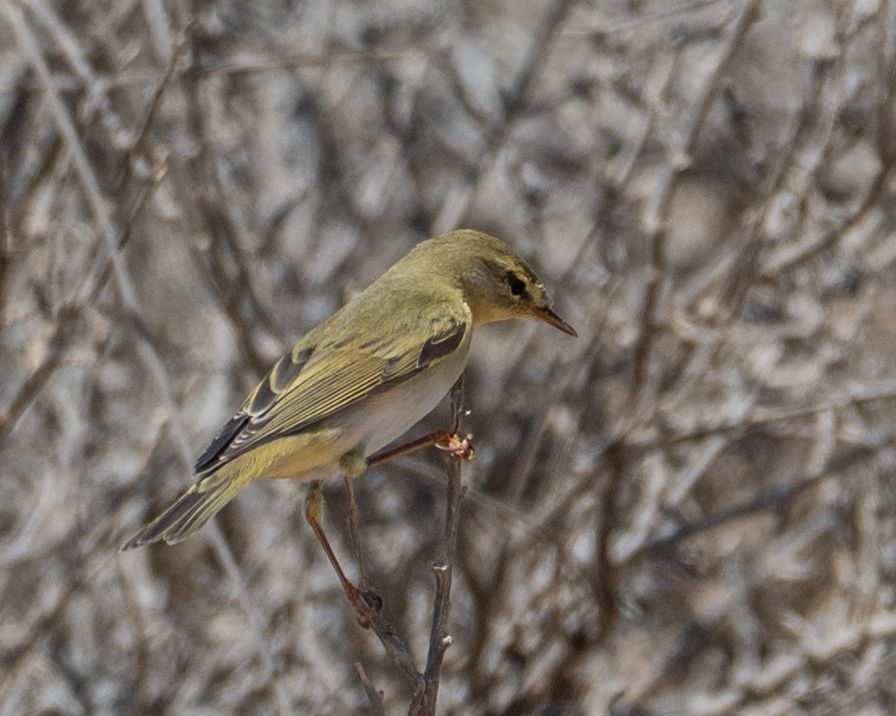 Willow Warbler - ML641929663