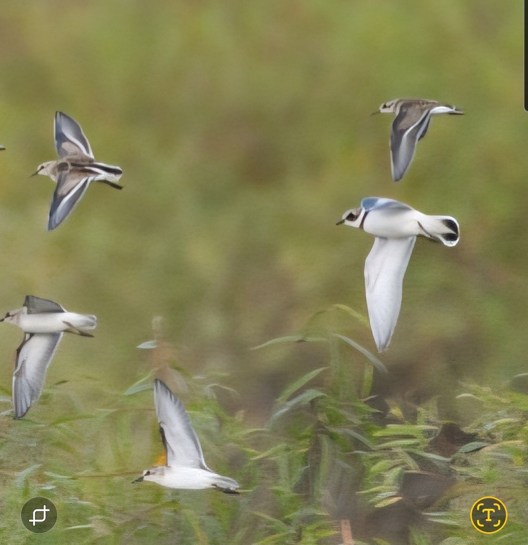 Semipalmated Plover - ML641929669