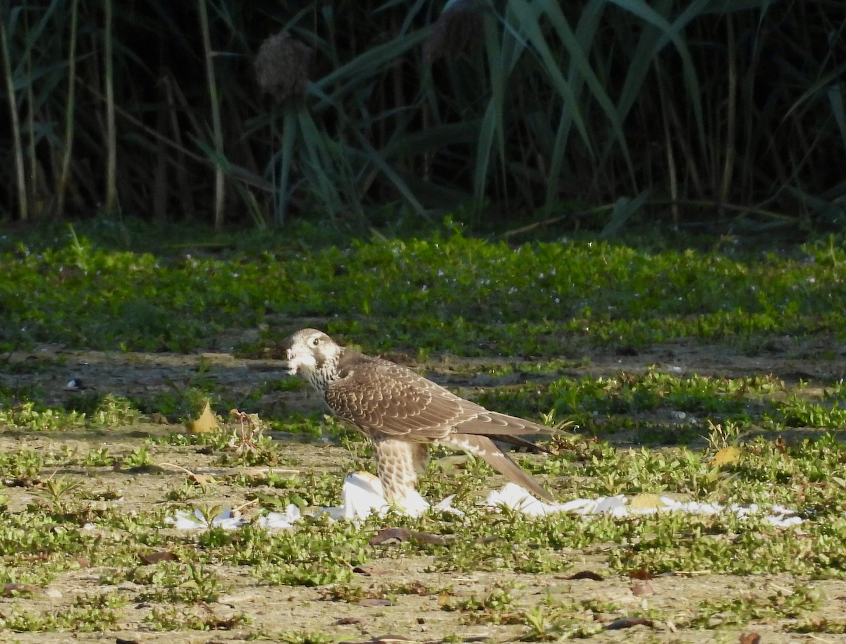 Peregrine Falcon - ML641929673