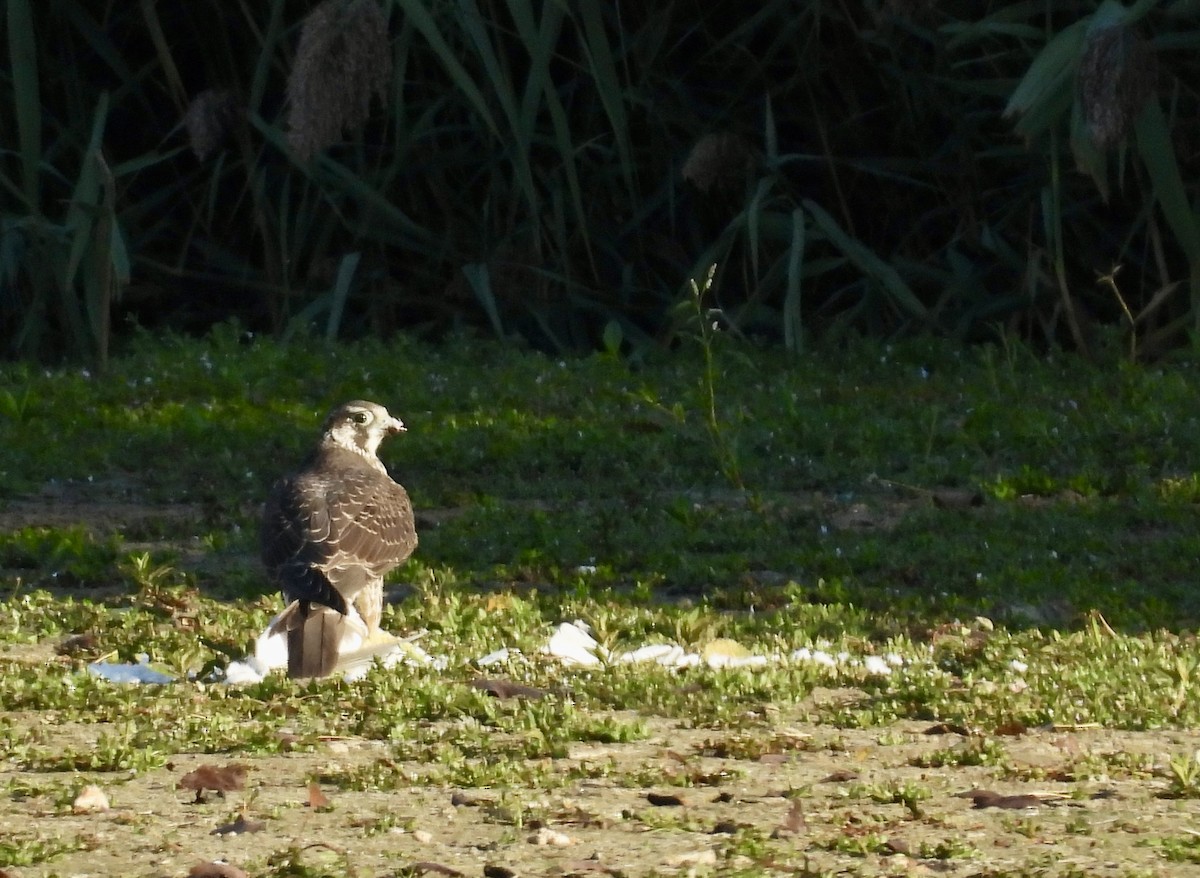 Peregrine Falcon - ML641929674