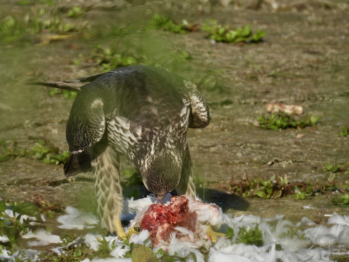 Peregrine Falcon - ML641929675