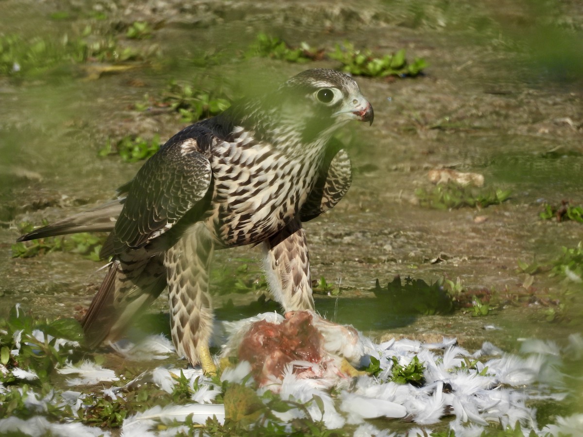 Peregrine Falcon - ML641929677