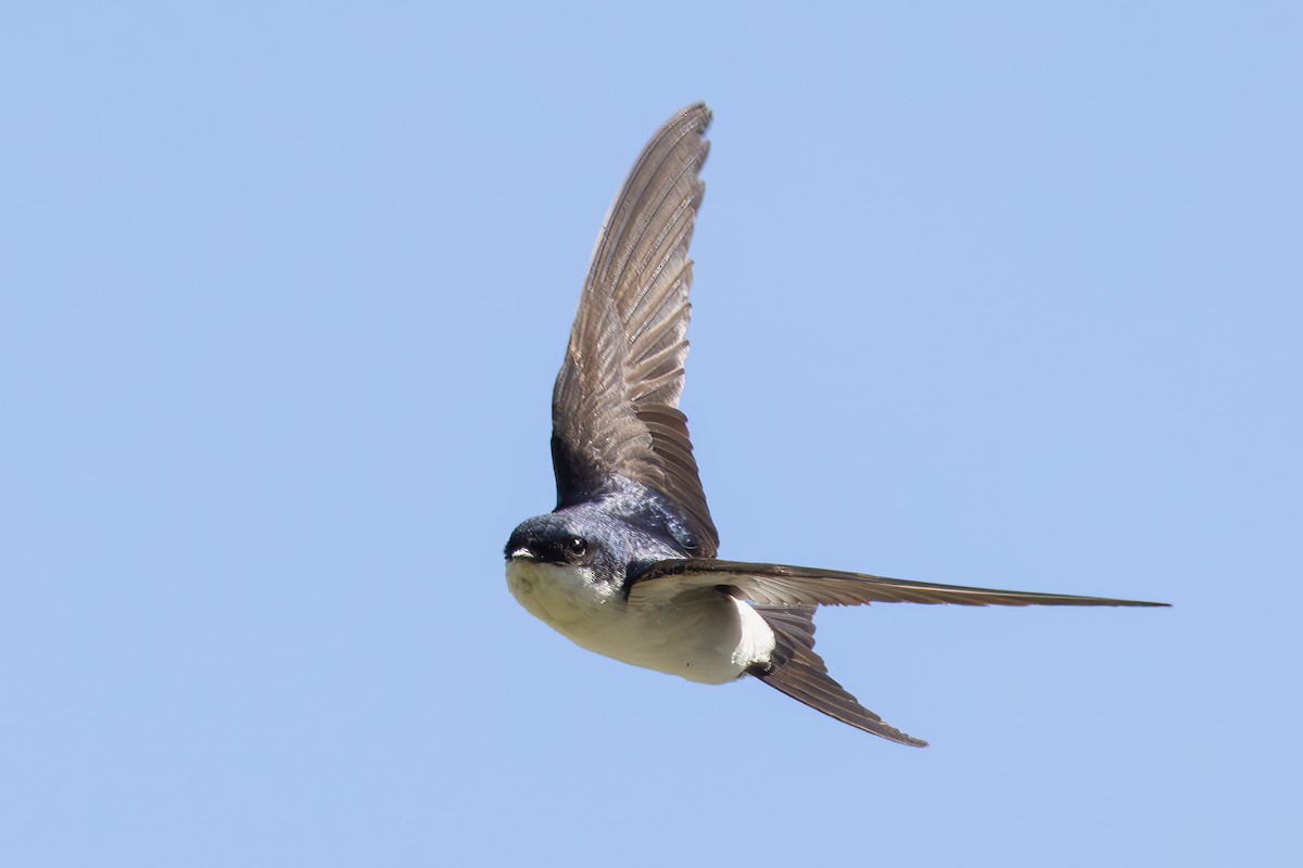 Western House-Martin - ML641929680