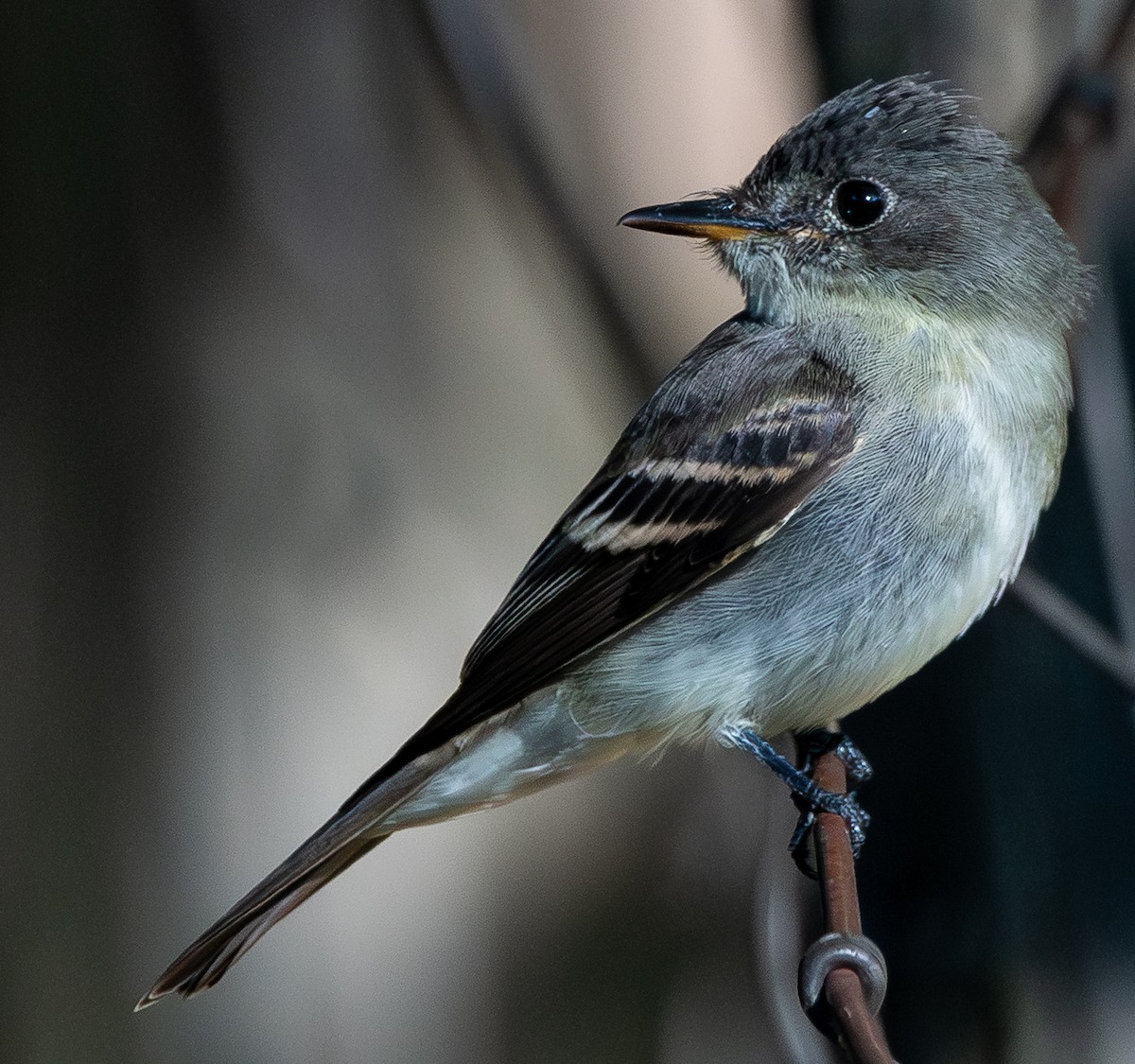 Eastern Wood-Pewee - ML641929707