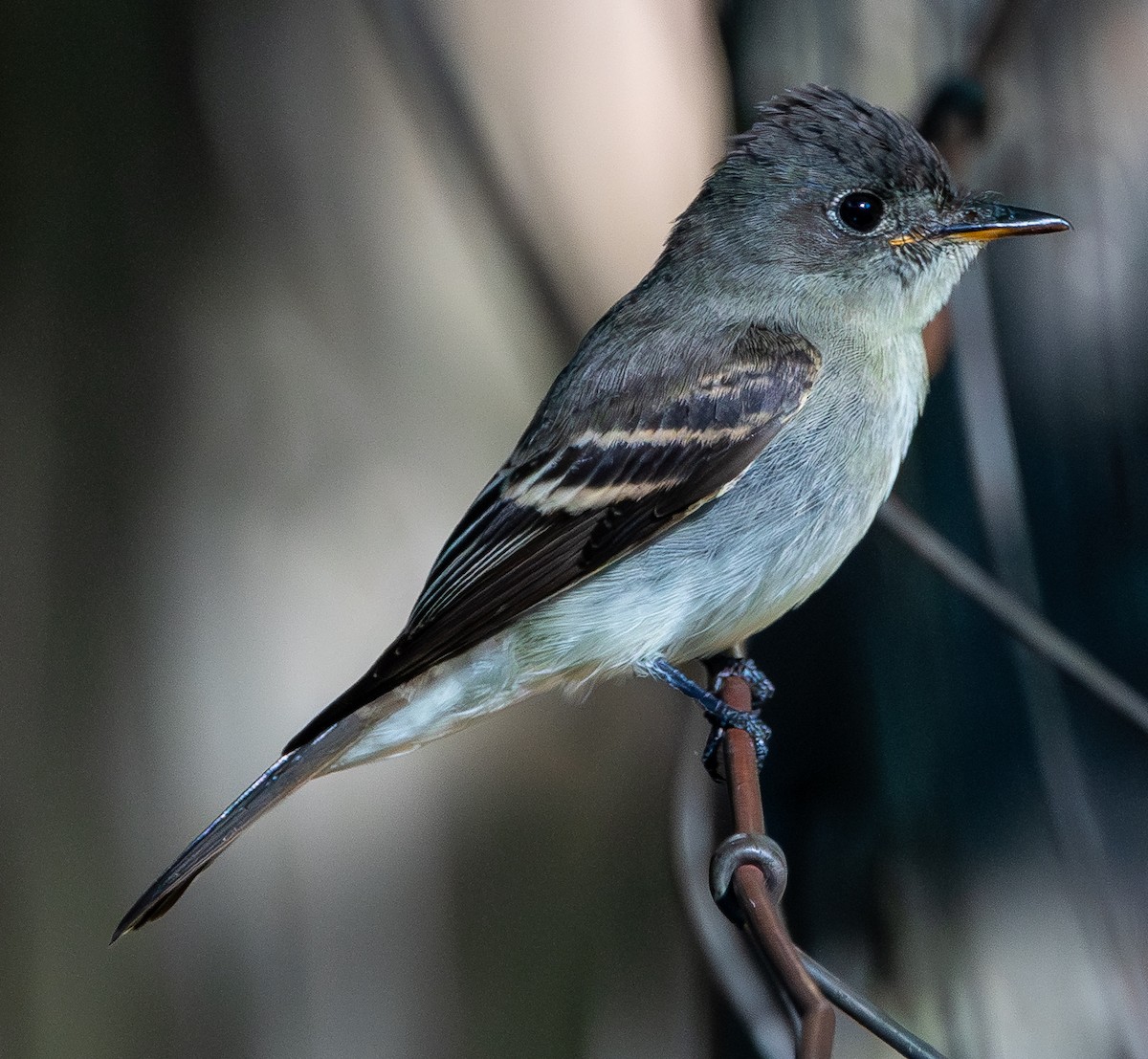Eastern Wood-Pewee - ML641929708