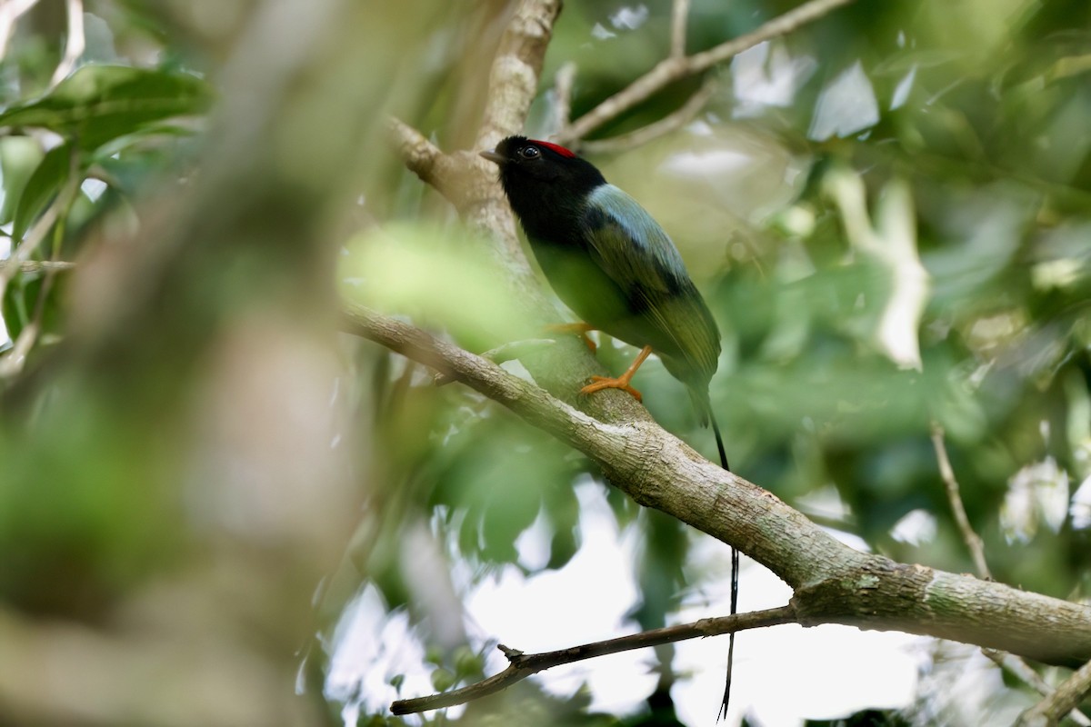 Long-tailed Manakin - ML641929714
