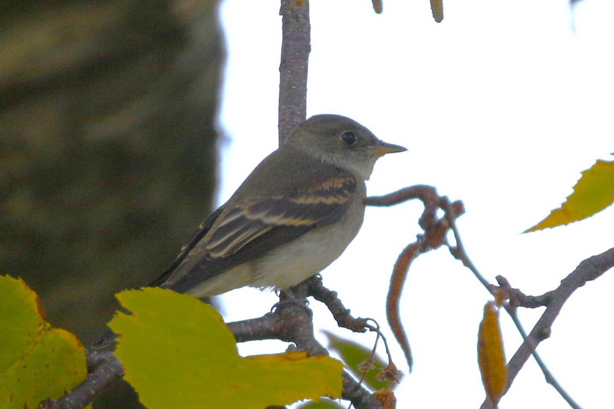 Eastern Wood-Pewee - ML641929721