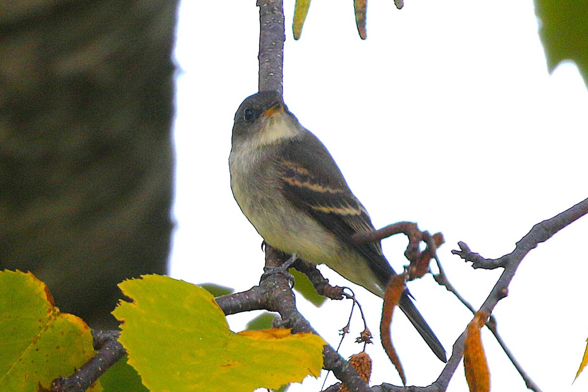 Eastern Wood-Pewee - ML641929722