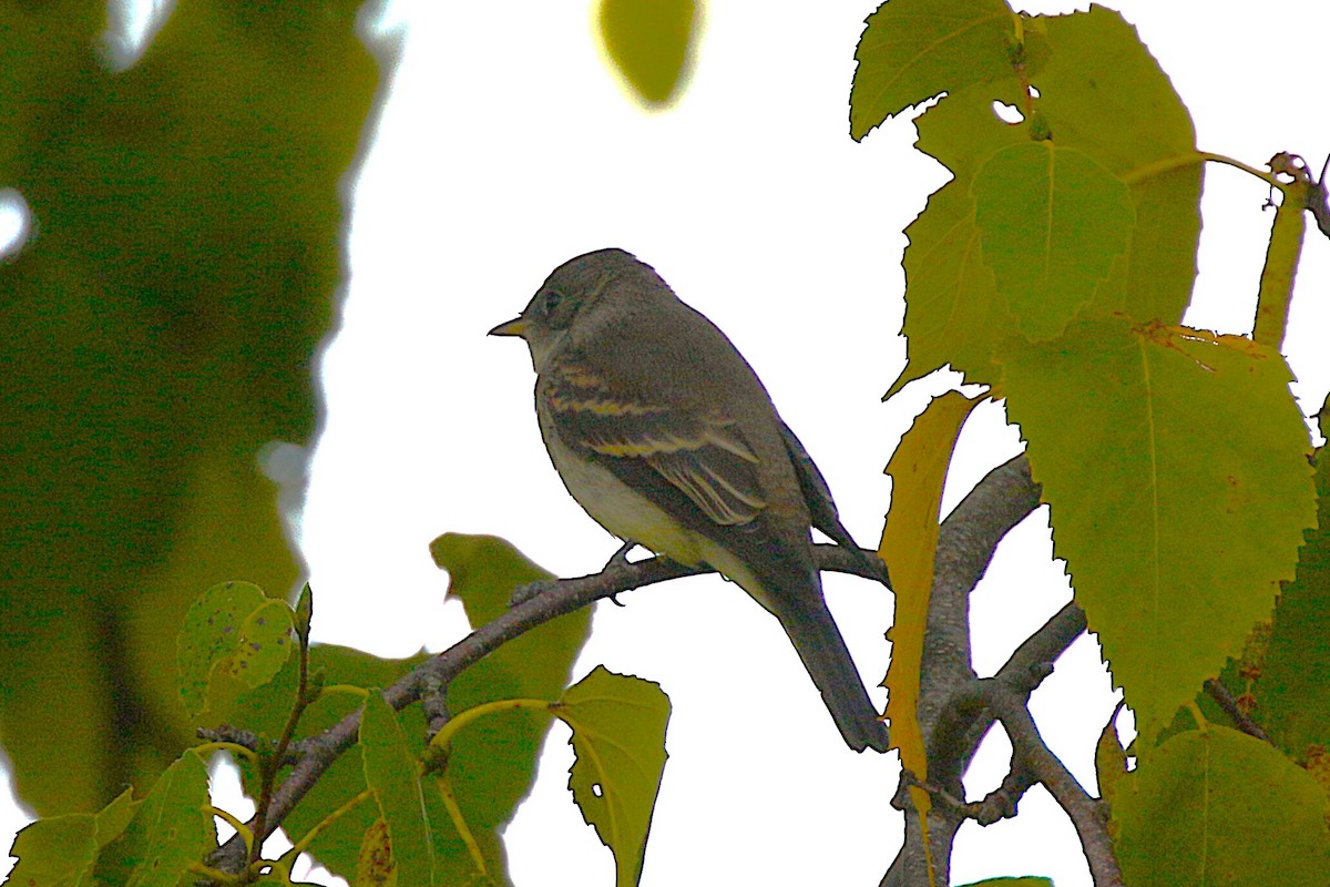 Eastern Wood-Pewee - ML641929723