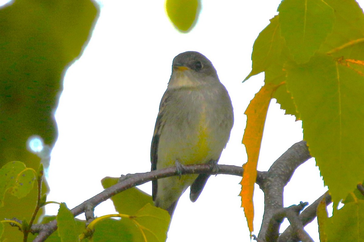 Eastern Wood-Pewee - ML641929724