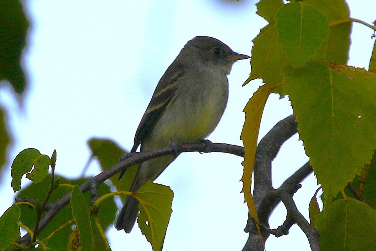 Eastern Wood-Pewee - ML641929725