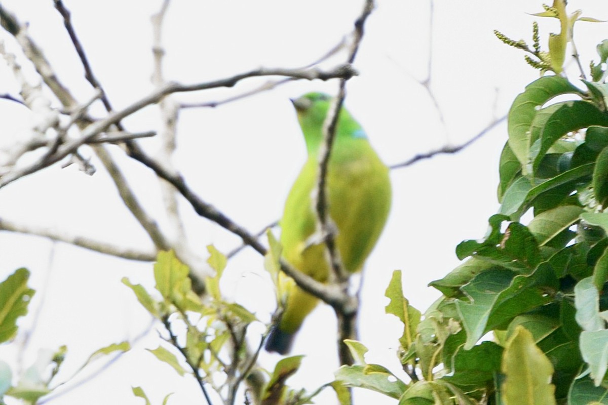 Golden-browed Chlorophonia - ML641929749