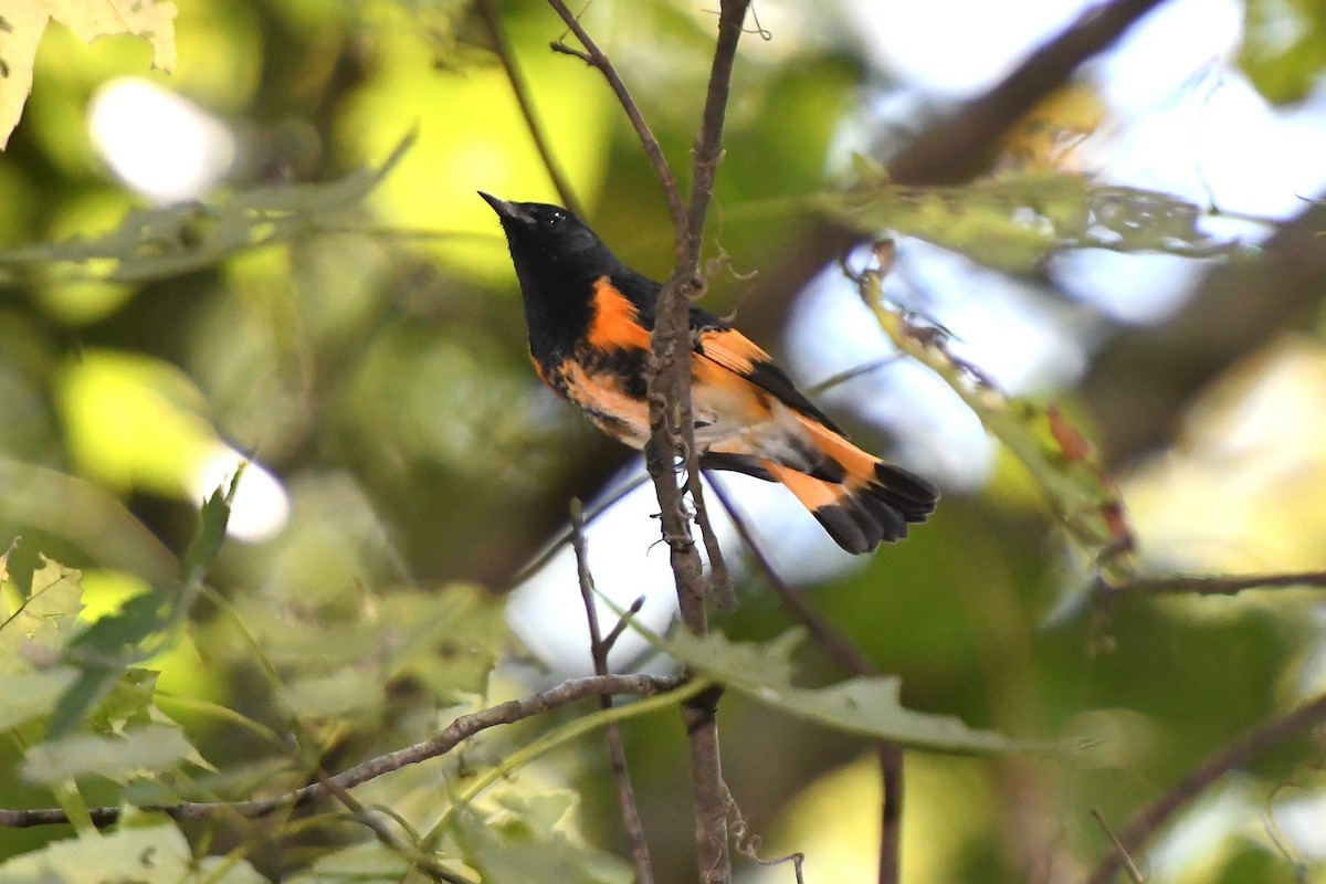American Redstart - ML641929750