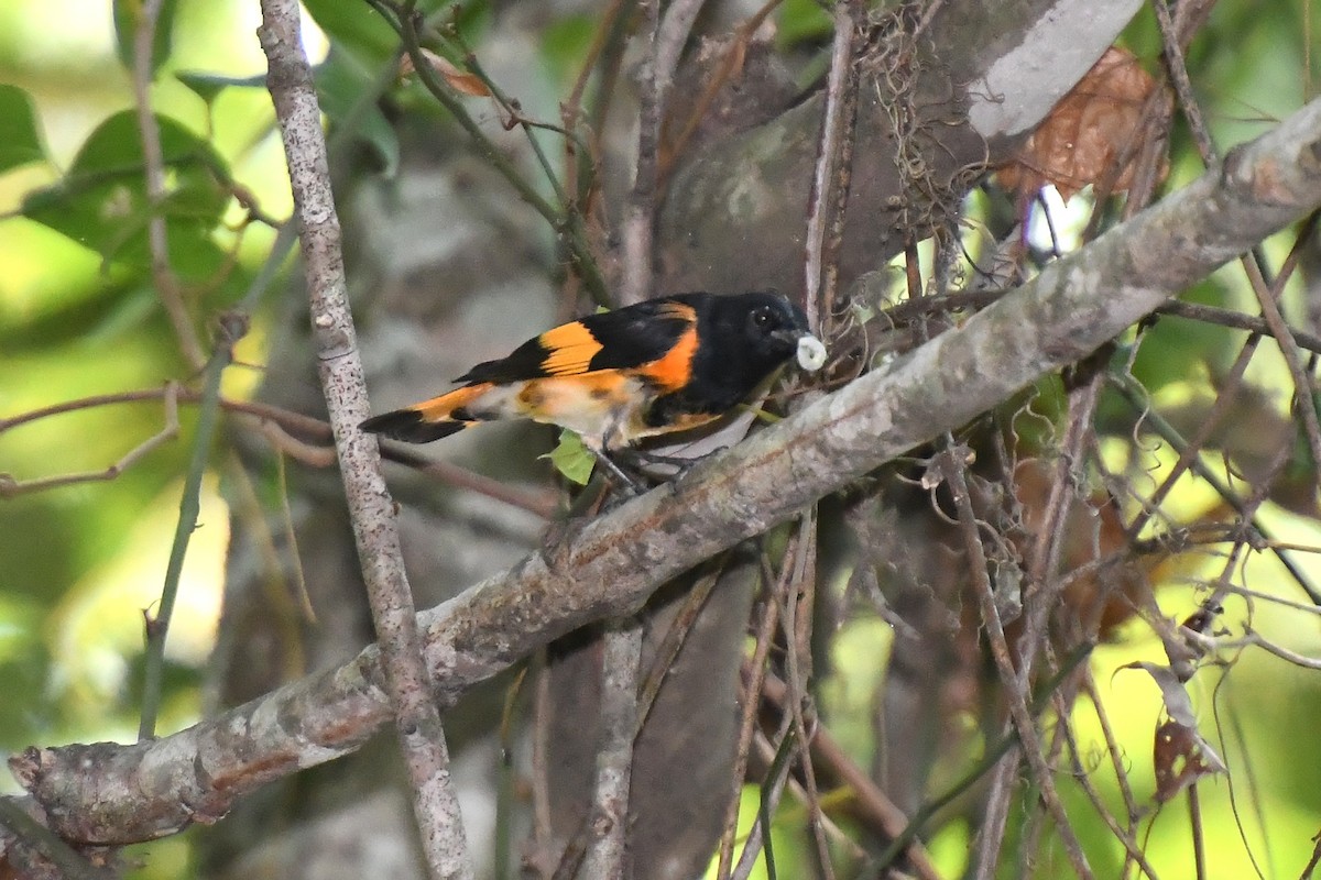 American Redstart - ML641929751