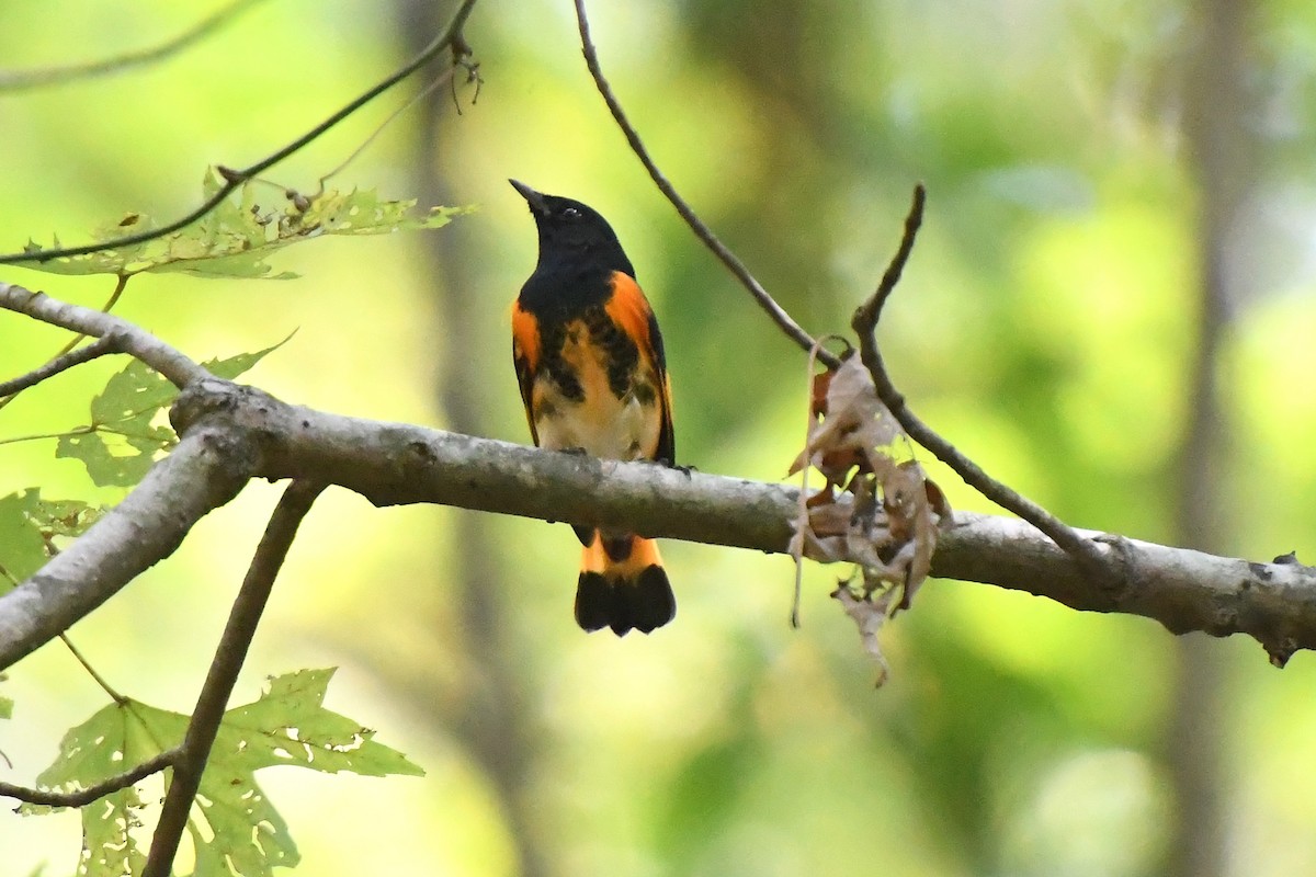 American Redstart - ML641929753