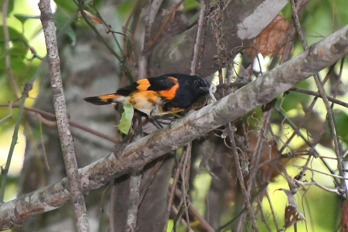 American Redstart - ML641929754