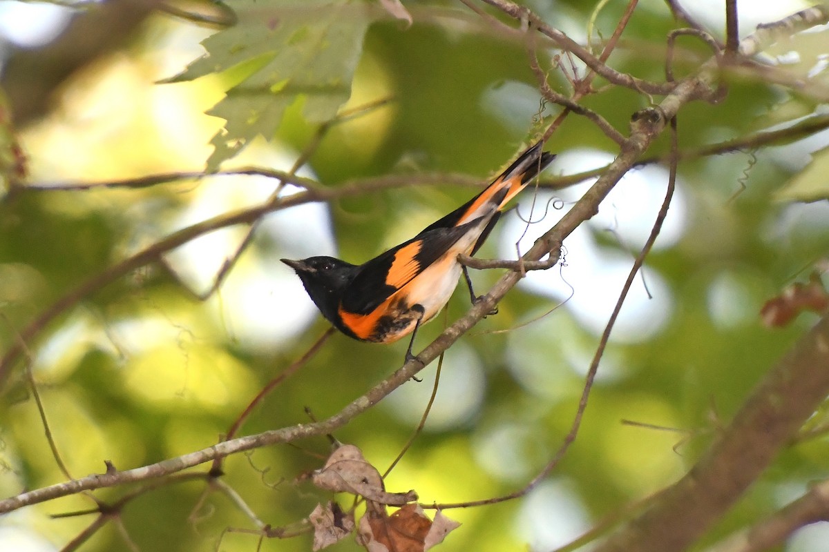 American Redstart - ML641929755