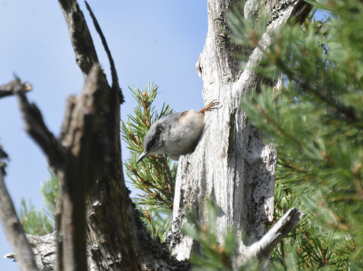 Garrapo eurasiarra - ML641929768