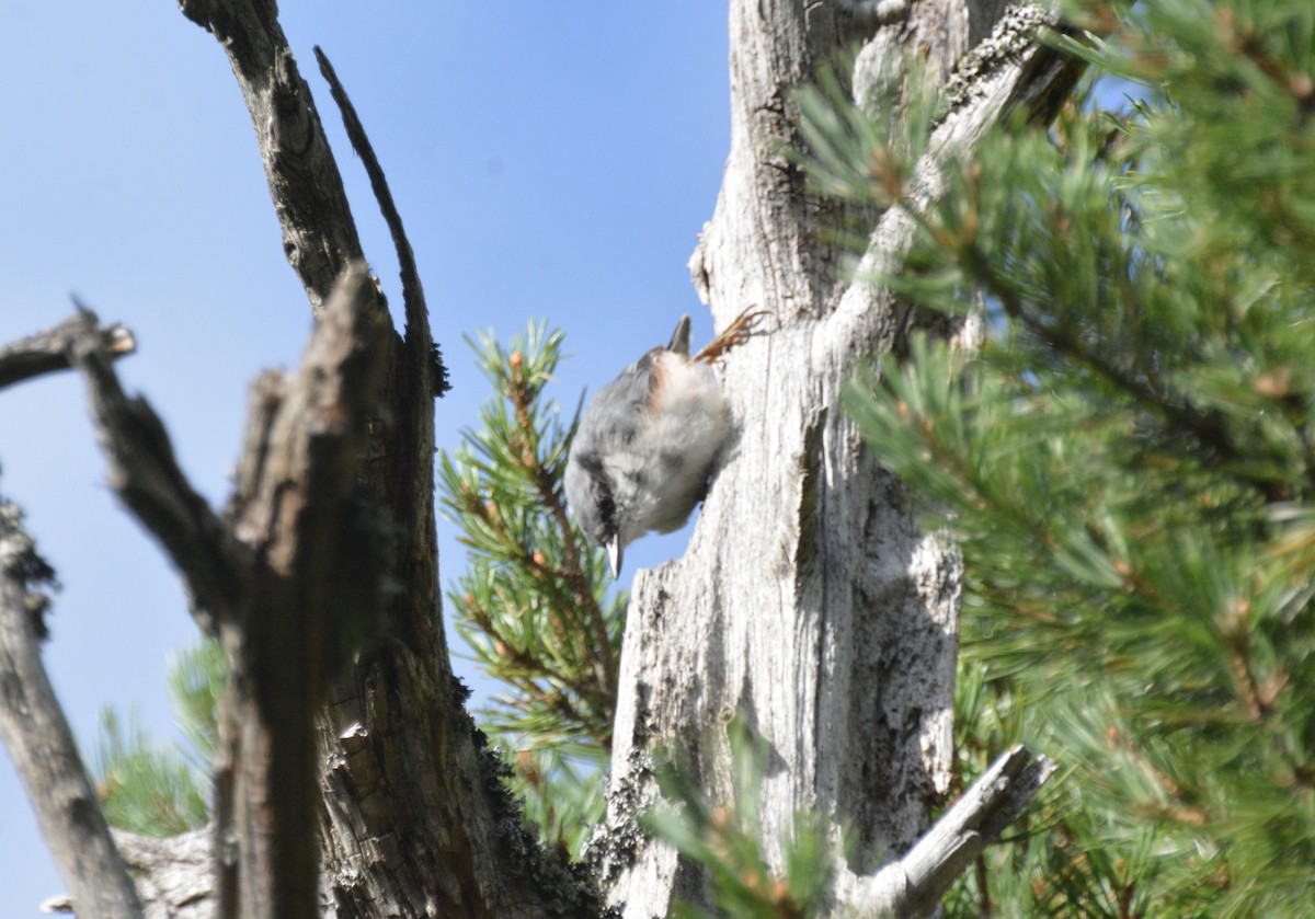Garrapo eurasiarra - ML641929769