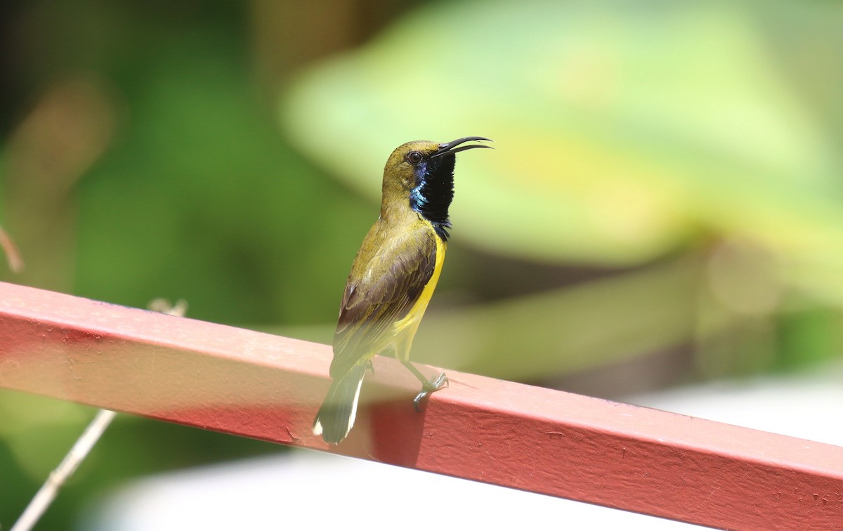 Garden Sunbird - ML641929771