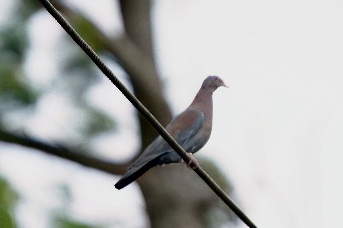 Red-billed Pigeon - ML641929779