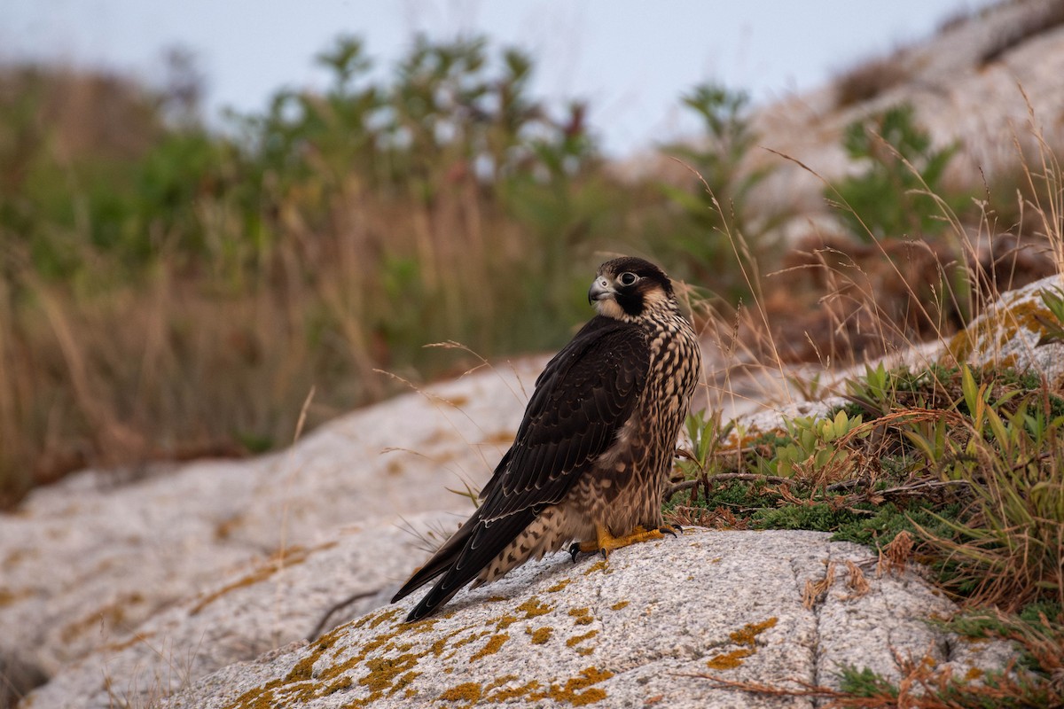 Peregrine Falcon - ML641929789