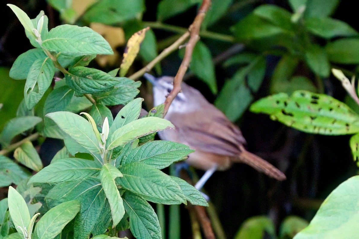 Cabanis's Wren - ML641929796