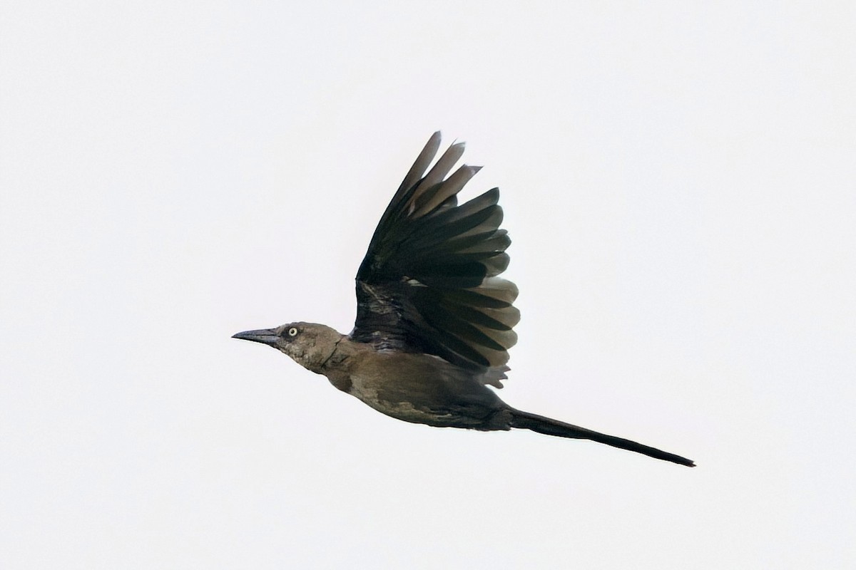 Great-tailed Grackle - ML641929799