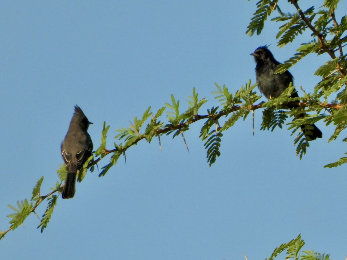 Phainopepla - ML641929808