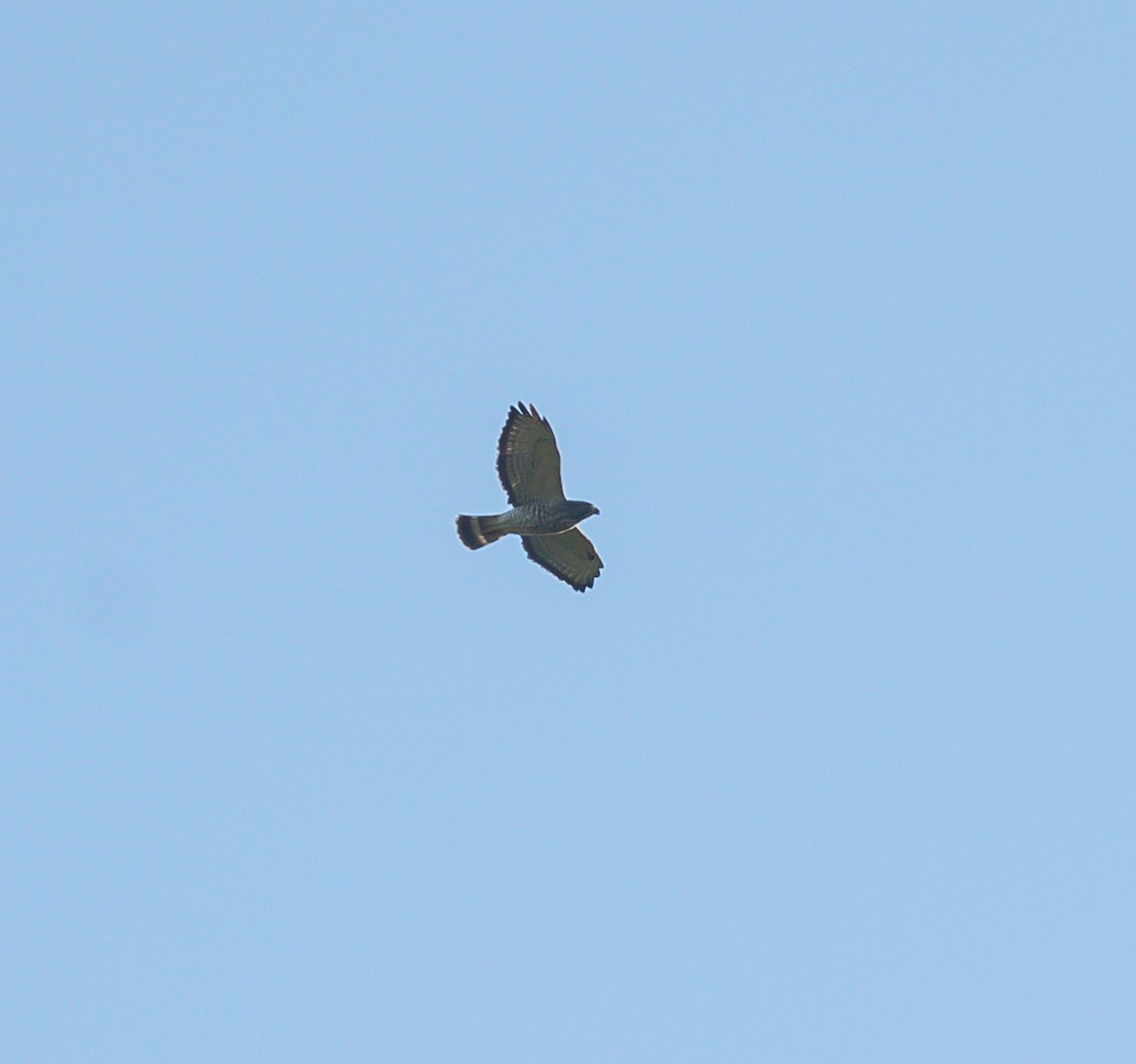 Broad-winged Hawk - ML641929810
