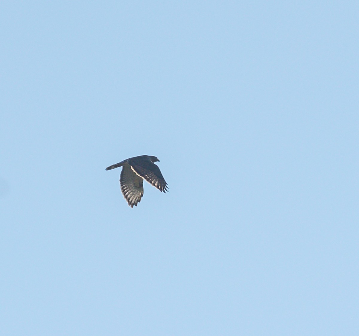 Broad-winged Hawk - ML641929811