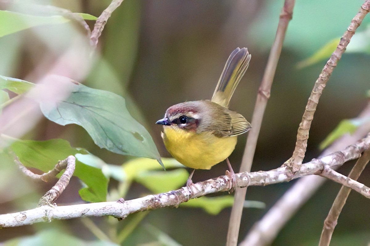 Chestnut-capped Warbler - ML641929835