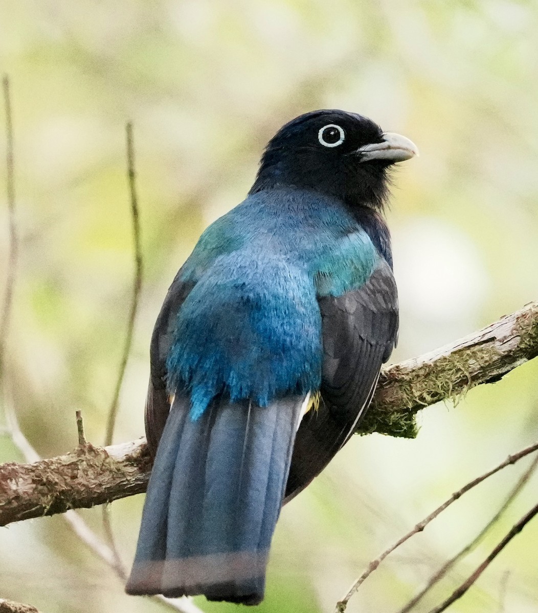 Green-backed Trogon - ML641929844