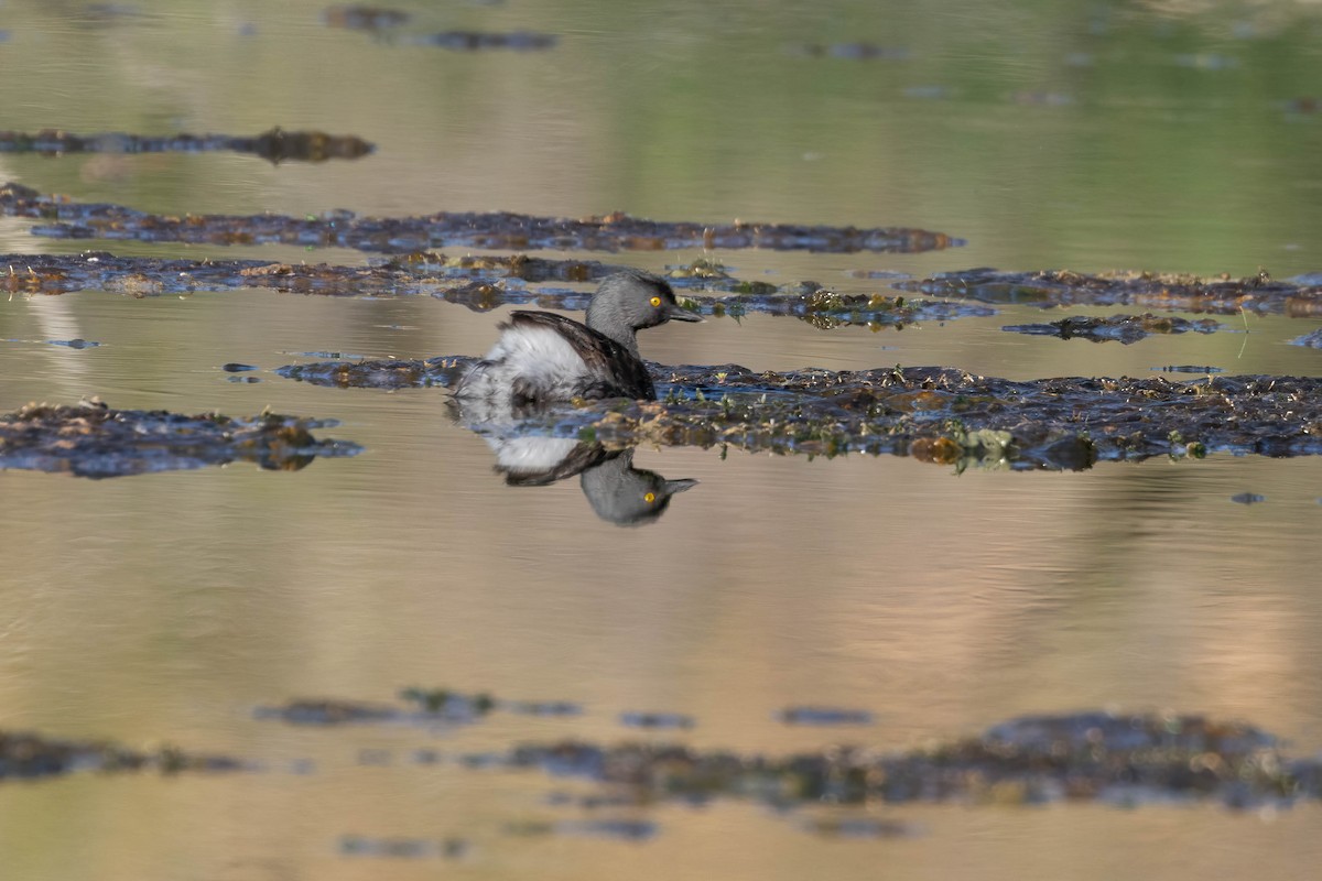 Least Grebe - ML641929849