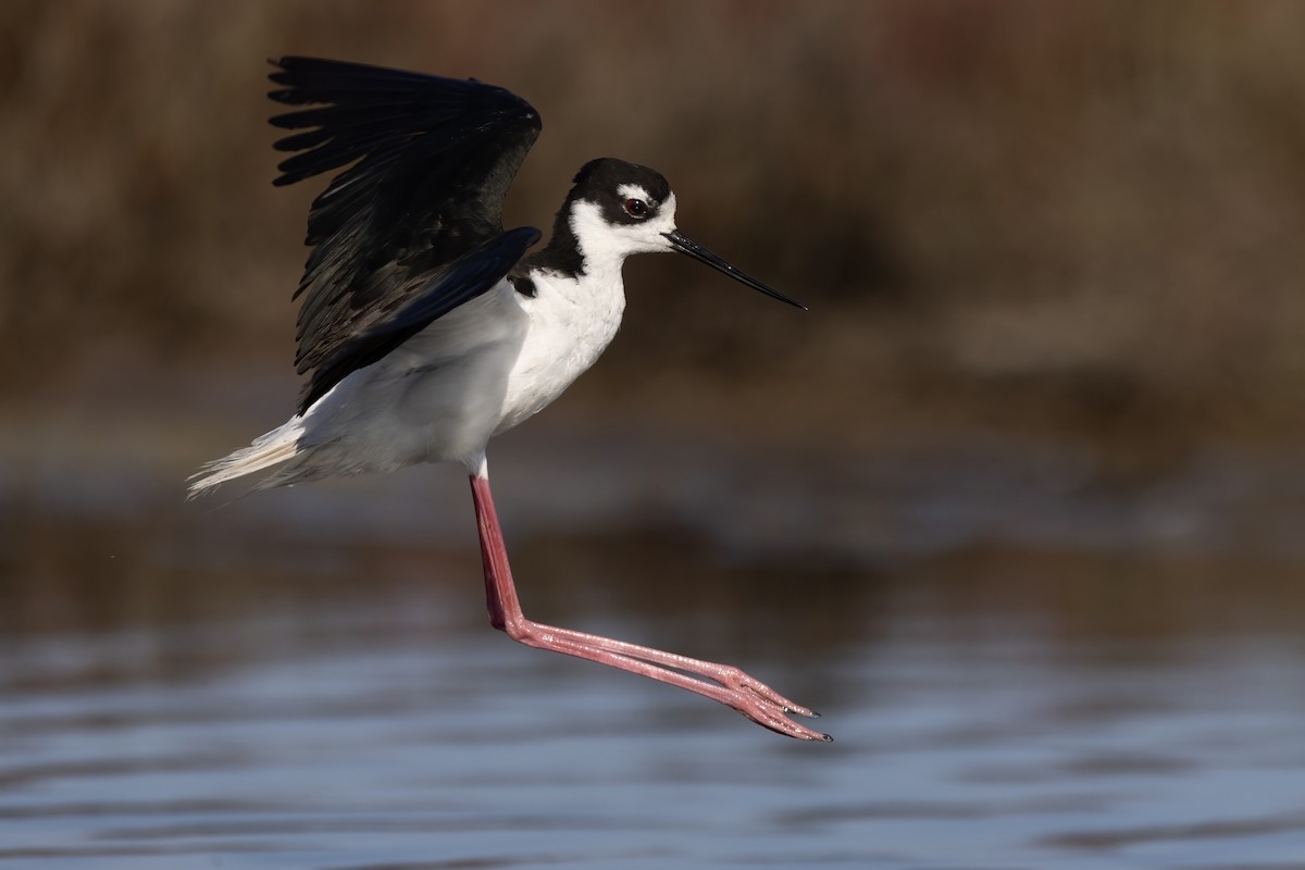 Black-necked Stilt (Black-necked) - ML641929850