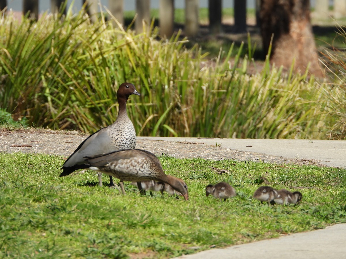 Maned Duck - ML641929853