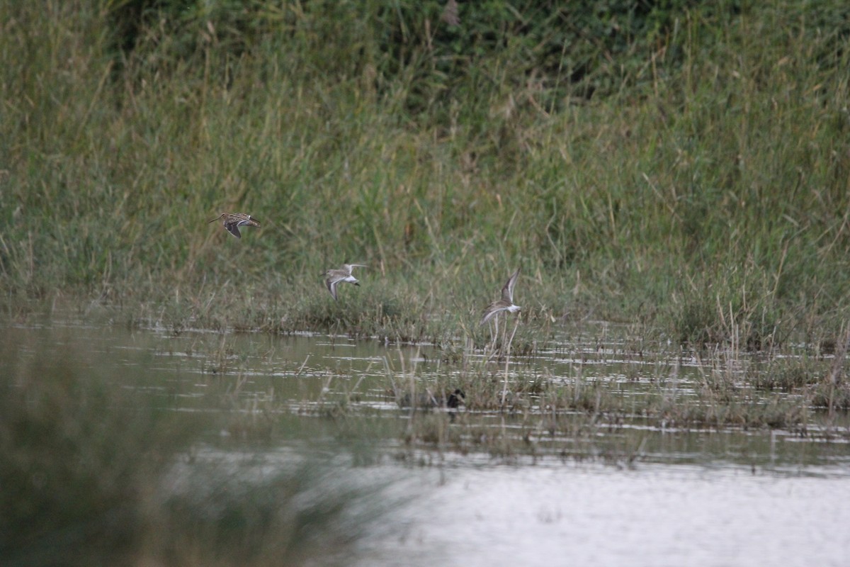 Common Snipe - ML641929855