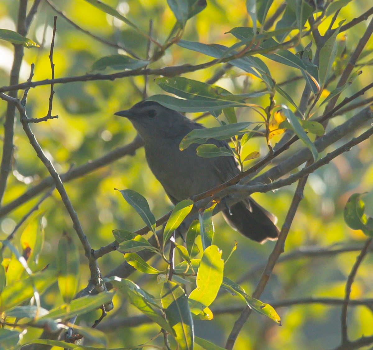 Gray Catbird - ML641929863