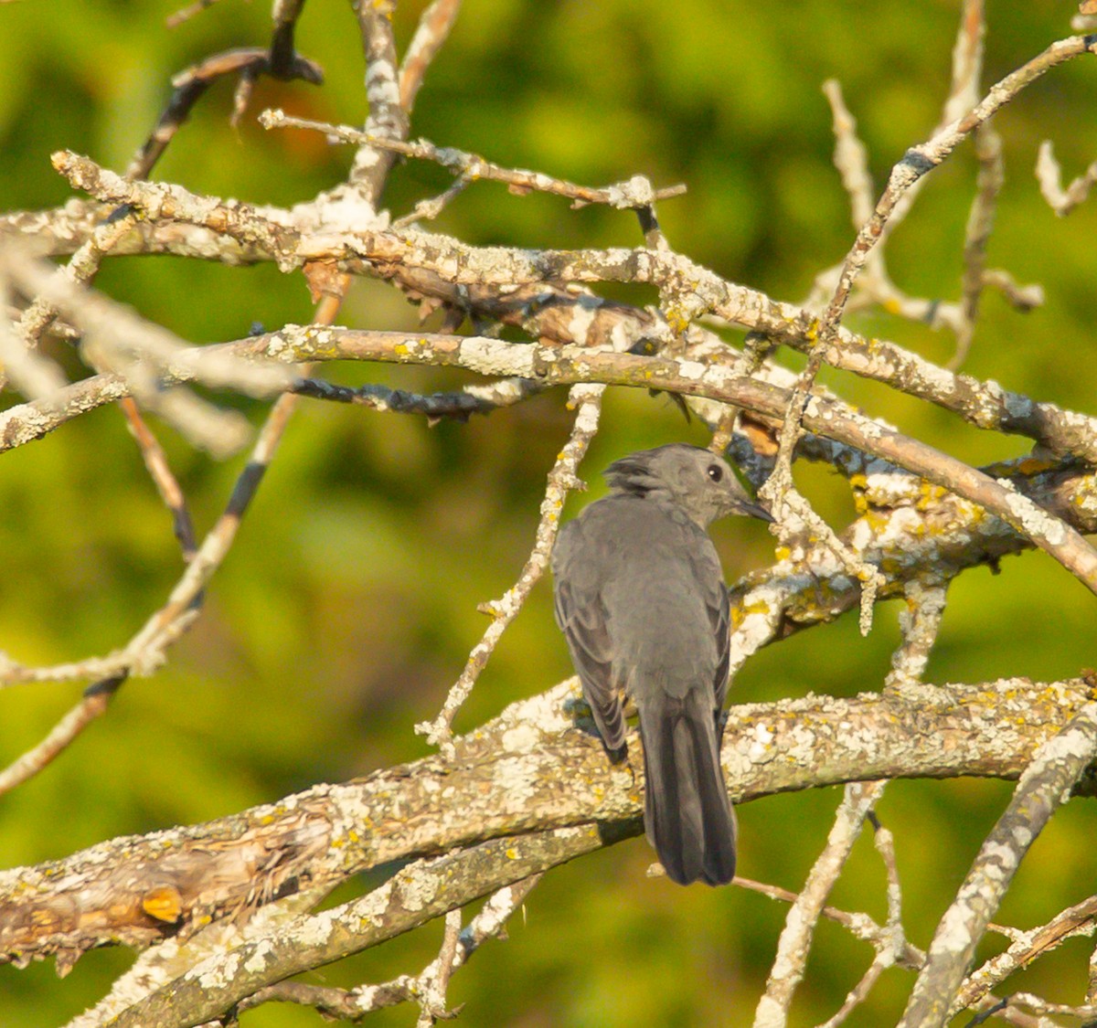 Gray Catbird - ML641929864