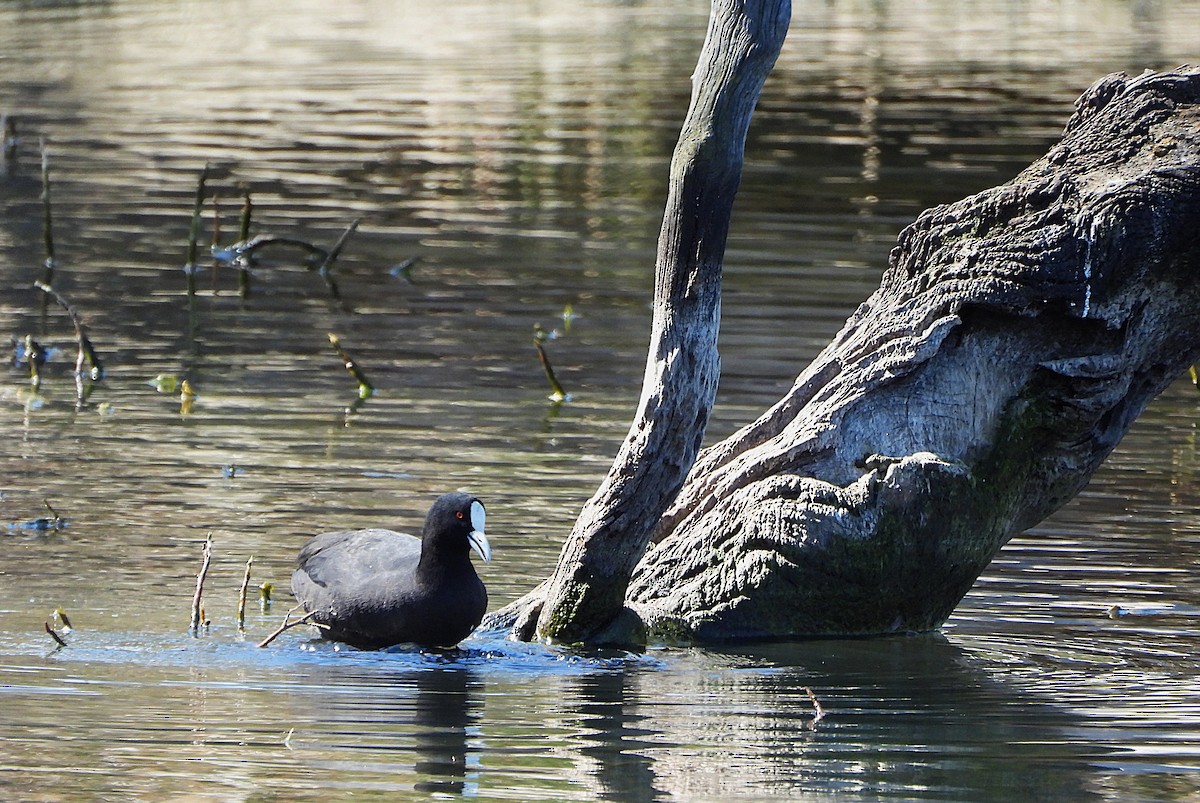 Eurasian Coot - ML641929865